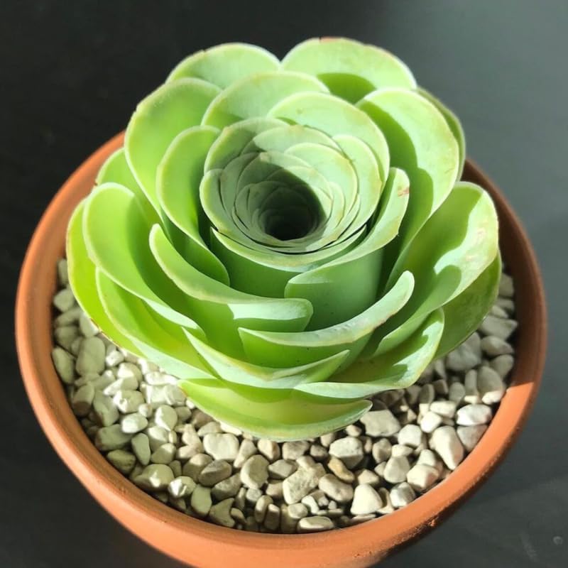 Miniatura 2 de Planta de cactus de rosa de montaña, suculenta en forma de rosa rara en maceta de 2 pulgadas, planta de interior para decoración del hogar