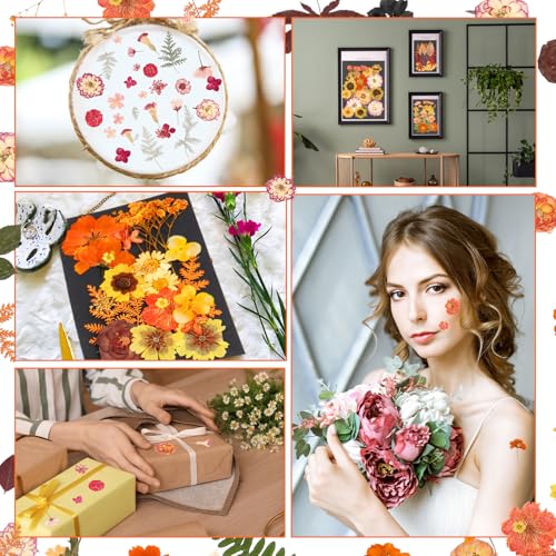 Flores secas prensadas naturales pack 200 piezas miniatura 6