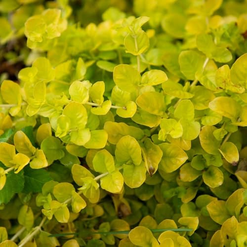Clovers Garden Creeping Jenny Goldi Plants Two (2) Live Plants Non-GMO - Not Seeds - Each 4 to 8 Tall in 4 Inch Pots - Lysimachia Perennial Cascading