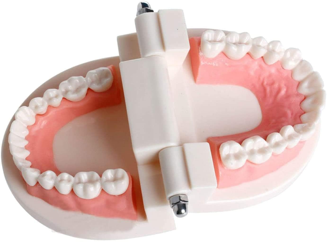 歯のモデル　発育模型 透明乳歯疾患模型 子供小児歯科病理模型 #4002 - 荷田歯科(kadashika.jp)