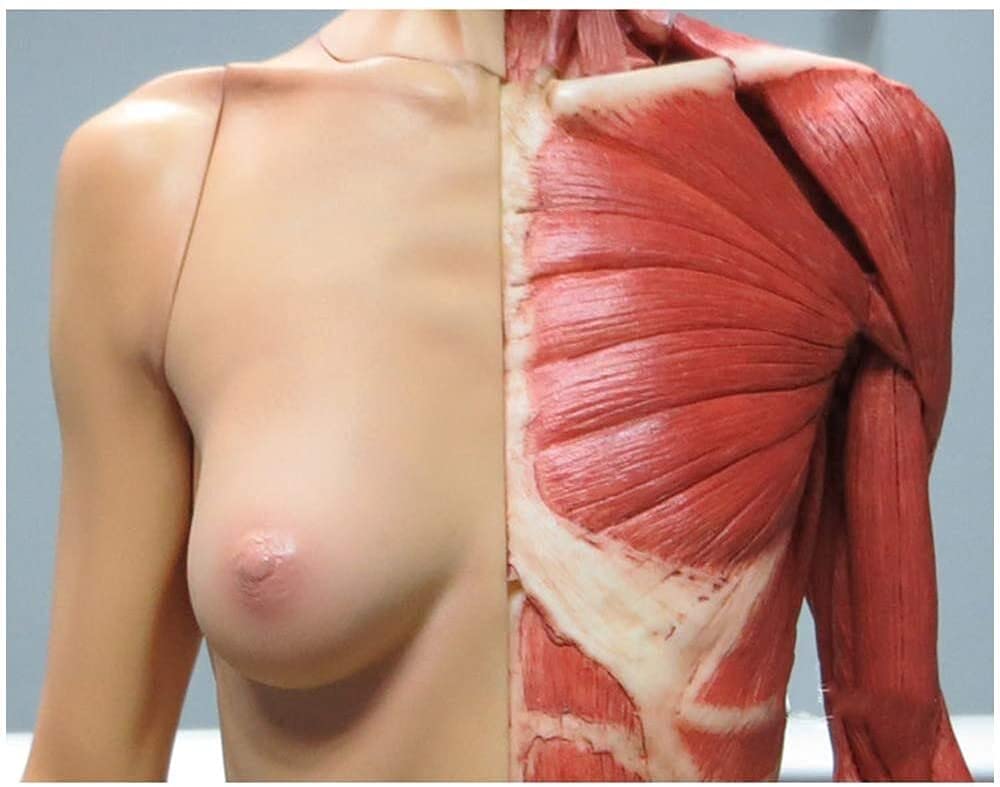 Modello di insegnamento, figura di anatomia umana, muscolo del corpo umano e modello anatomico di scheletro per il disegno strumento artistico di riferimento medico (dimensioni : 60 cm) biologia anato
