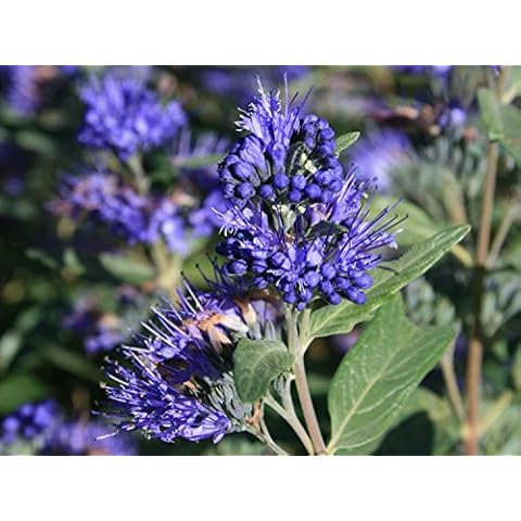 3X Garden Shrub Plants, Caryopteris Heavenly Blue Blue Summer Flowering Hardy Outdoor Garden Bush Cover