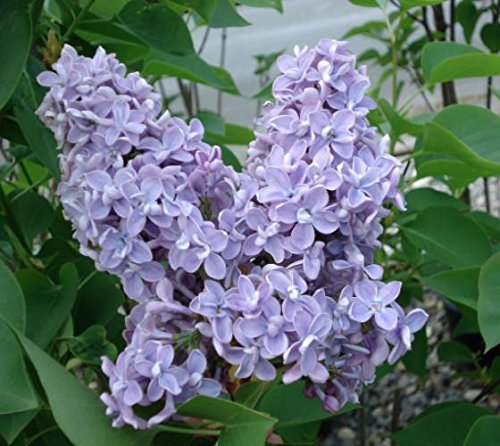 President Grevy Blue French Lilac New Life Nursery