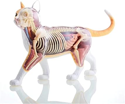 Amazon Co Jp 4dオレンジ猫人体模型パズルおもちゃシミュレーション動物生物学医療教育モデル おもちゃ Amazon Co Jp 4dオレンジ猫人体模型パズルおもちゃシミュレーション動物生物学医療教育モデル おもちゃ
