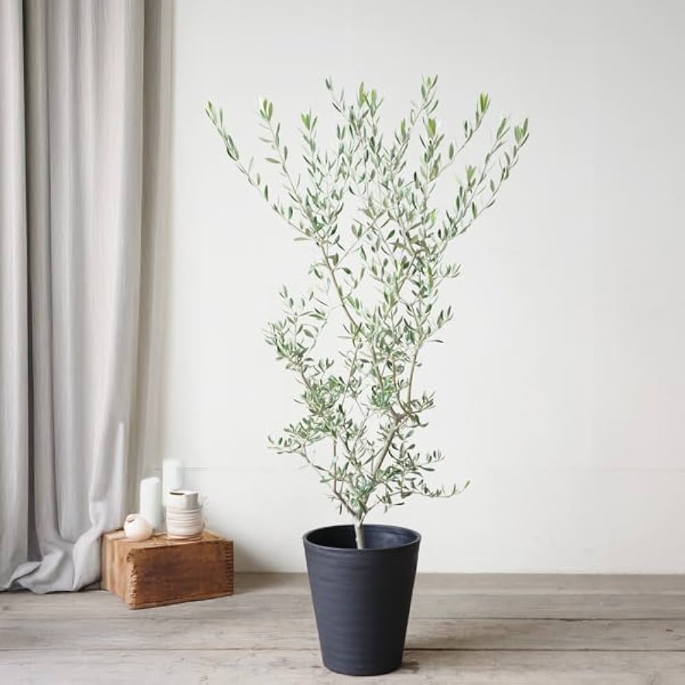 オリーブの木　ブラックイタリアン　8号　約110cm　K-29　一点物　希少品種 オリーブの木 ブラックイタリアン 8号 約110cm K-29 一点物 希少