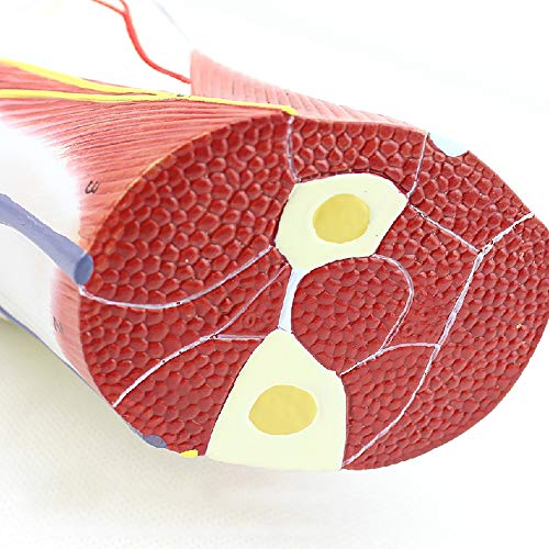 Modèle d'anatomie du pied pour comprendre la hiérarchie médicale