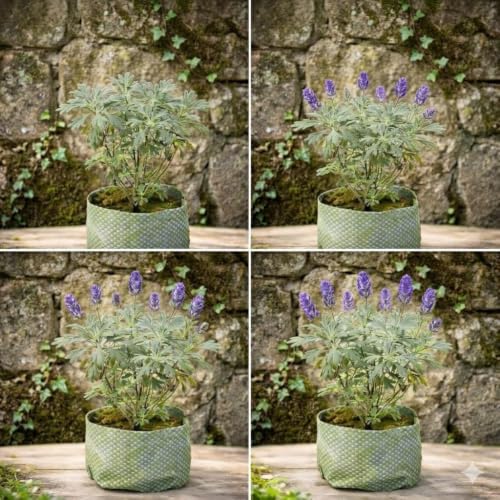 Image of Live Lavender Plant with Pot | Fragrant Purple Flowering Herb | Aromatic Outdoor Indoor Plant for Home Garden Balcony Terrace Patio Decor | Low Maintenance Lavender Flower| Pack of 1