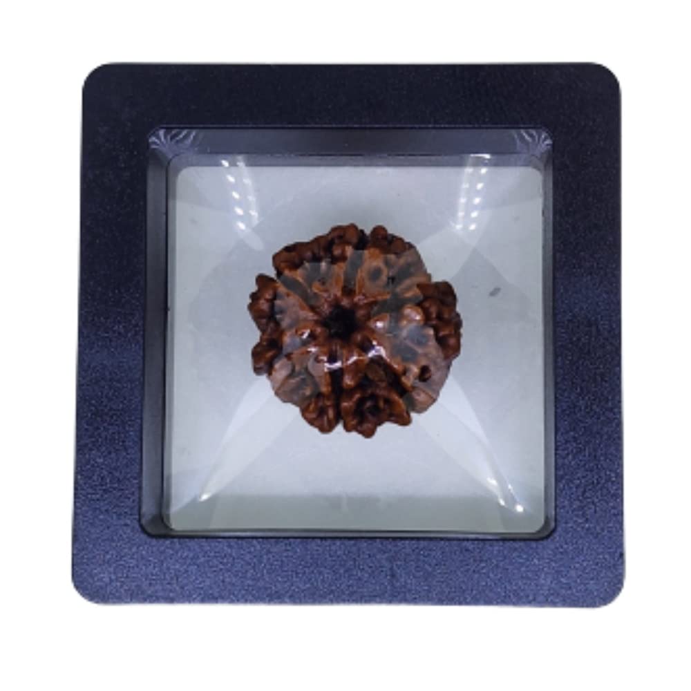 PUSHKARA Natural 6 MUKHI RUDRAKSHA Certified - Nepal | Brown | PJTL6M01 - Astrological Benefits - Unisex Pendants - Positive Energy for Men & Women