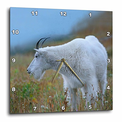 Reloj de pared 3dRose cabra montesa 13 pulgadas