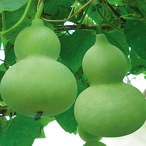 VibeX Giant Bottle Gourd Seeds-50 Seeds (B0BBGR1P7H) Amazon Price History, Amazon Price Tracker