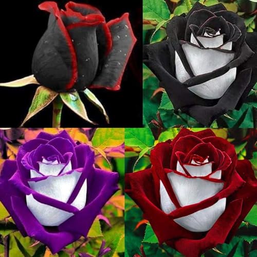300+ Rare Rose Seeds for Planting - Rare Multi Colorful