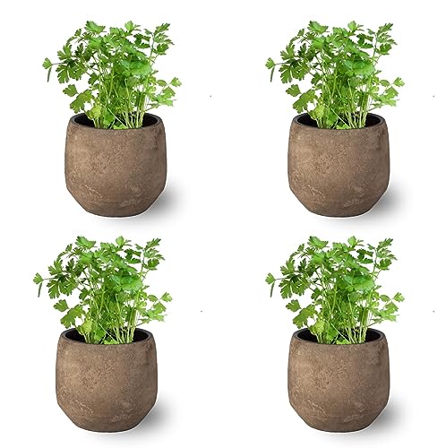 Pack de 4 Plantas de Perejil - Hierba Natural Aromática de Interior y Exterior Fácil de Cuidar- Huerto Urbano y Jardín - Altura 20 cm - Maceta 10 cm (Maceta de Cerámica NO incluida)
