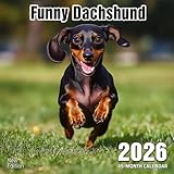 Photo Gallery funny dachshund 2026 calendar: long dogs, big laughs all year long Photo Gallery funny dachshund 2026 calendar: long dogs, big laughs all year long