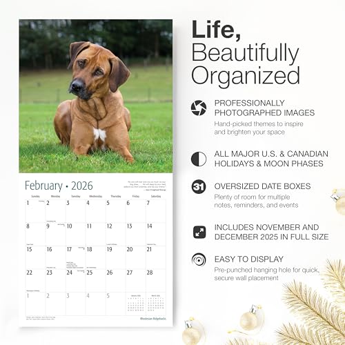 Image of RED EMBER Rhodesian Ridgebacks 2026 Wall Calendar 12 Month | 12 inch x 24 inch Open | Thick & Sturdy Paper | Giftable | Cute Puppy Dog Calendar 2026