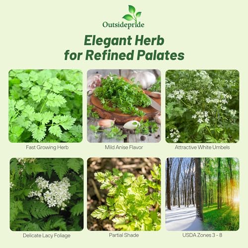 Outsidepride Chervil Herb & Microgreens Seeds - 10000 Pcs. Annual, Adaptable & Versatile, Herb Seeds for Planting Aromatic, Flavorful Green Foliage for Culinary Creations & Herb Gardens - Image 2
