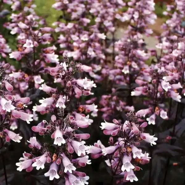 Penstemon Digitalis ‘Dakota Burgundy’ Dakota Series | Perennial that is Ready to Plant Out | Comes Back Every Year (Hardy) | Flowers from Summer to Autumn | Middleton Nurseries (1L(11cm))