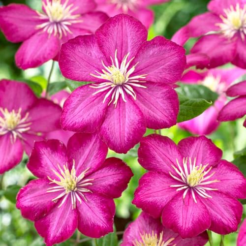 Bloomique - Clematis ‘Ville De Lyon’ - Clematide - Rosa Scuro - Rampicante - Piante Da Giardino - Resistente Al Freddo - Alta 50-70 Cm - Vaso 15 Cm - 3