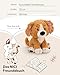 NICI Kuscheltier Hund 25cm - braun - Weiches Plüschtier – niedliches Stofftier zum Kuscheln & Spielen – tolle Geschenkidee für Kinder & Erwachsene - 62144
