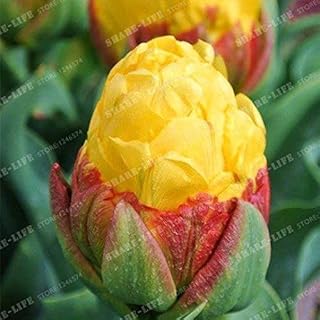 True Tulip Bulbs (Not Tulip Seeds) Bonsai Flower Bulbs Ice Cream As Beautiful Tulips Rizomas Bulbos Aroma Potted Plant - 2...