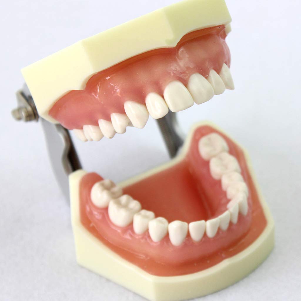 Sjdopulse Dental Periodontal Disease Assort Dental Teeth Model - Education Teeth Model Teeth Study Teaching Model - Cutable Suture Tooth Care Model For Teaching Study