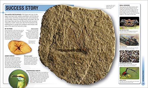 Super Bug Encyclopedia: The Biggest, Fastest, Deadliest Creepy-Crawlers On The Planet (Dk Super Nature Encyclopedias) #TOP2