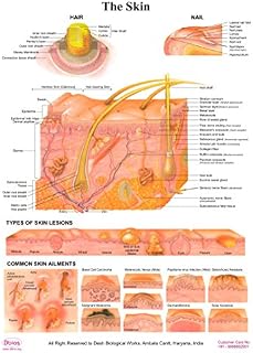 Dbios Laminated Poster The Skin, Hair/Nail/Types Of Skin Lesion/Common Skin Ailments Educational Charts