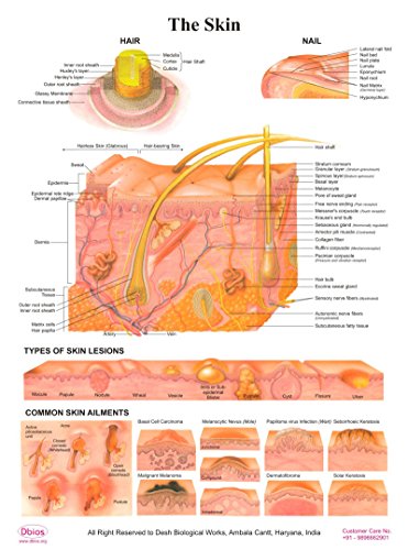 Dbios Laminated Poster The Skin, Hair/Nail/Types Of Skin Lesion/Common Skin Ailments Educational Charts