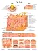 Dbios Laminated Poster The Skin, Hair/Nail/Types Of Skin Lesion/Common Skin Ailments Educational Charts