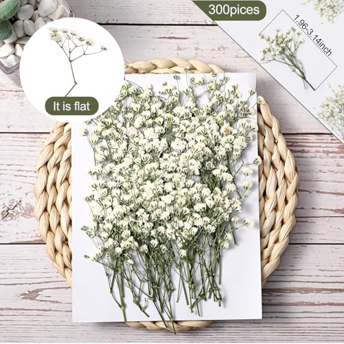 Mini Flores Secas Bebé Soplo 300 Pcs Blanco Marfil miniatura 2