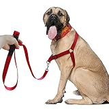 - Set de correa y arnés para perro Berry no-pull de nailon para facilitar los paseos, entrenamientos, escaladas y senderismo