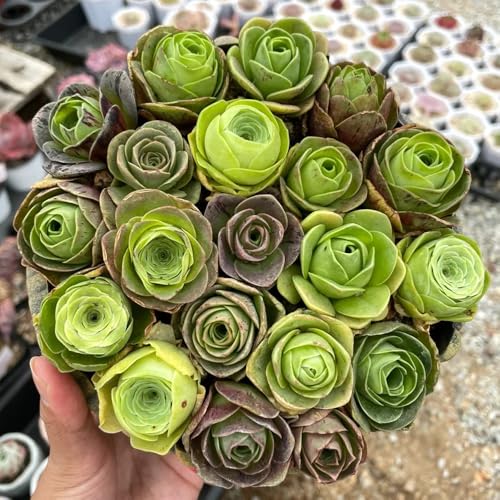 SukkulentenSamen, geschenke für gartenliebhaber zimmerpflanzen seltene nachhaltige produkte büropflanzen exotische 45pcs
