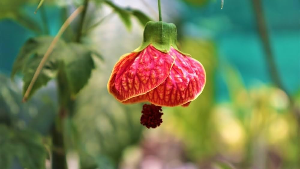 The Gifti ® Chinese Lantern Hibiscus - easy and care Live Flowering Plant (1 Healthy live Plant) (B0CXSRWLSJ) Amazon Price History, Amazon Price Tracker