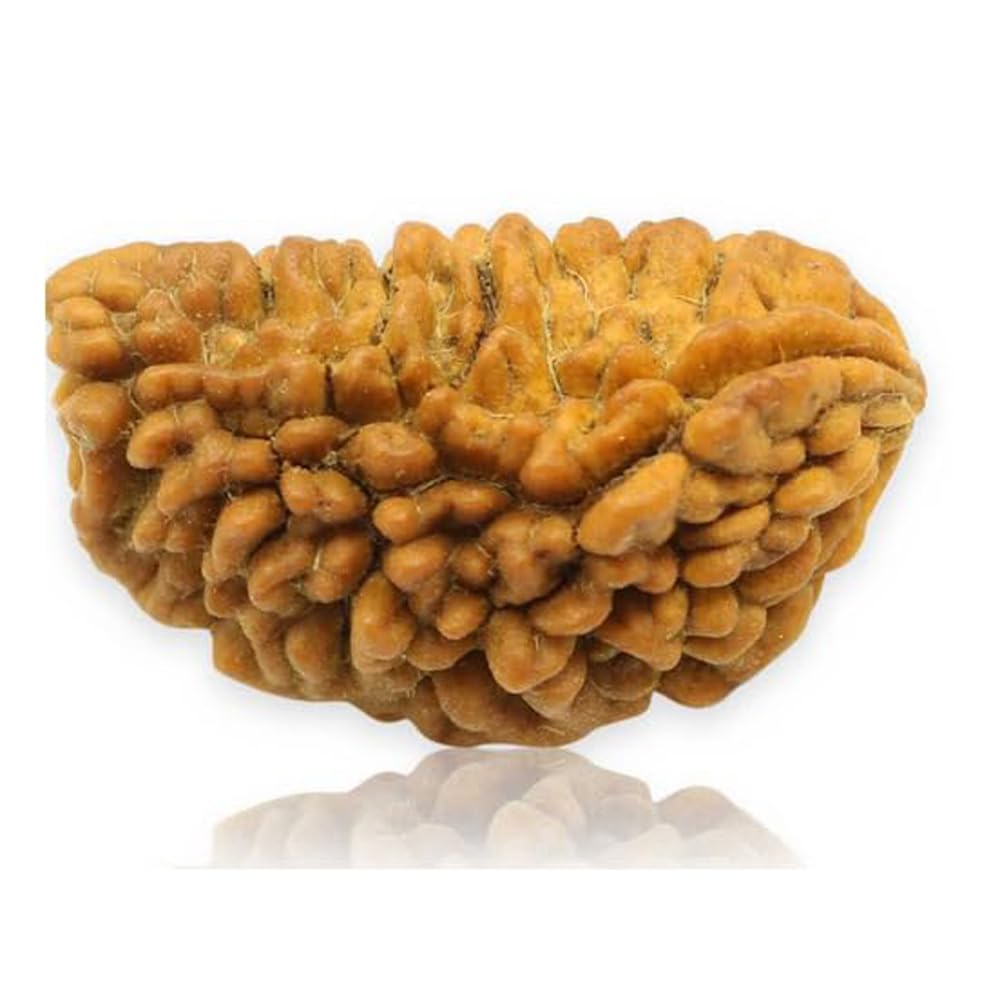 Garbh Gauri Rudraksha: Fertility & Pregnancy Protection -4 Garbh Gauri Rudraksha: Fertility & Pregnancy Protection -4
