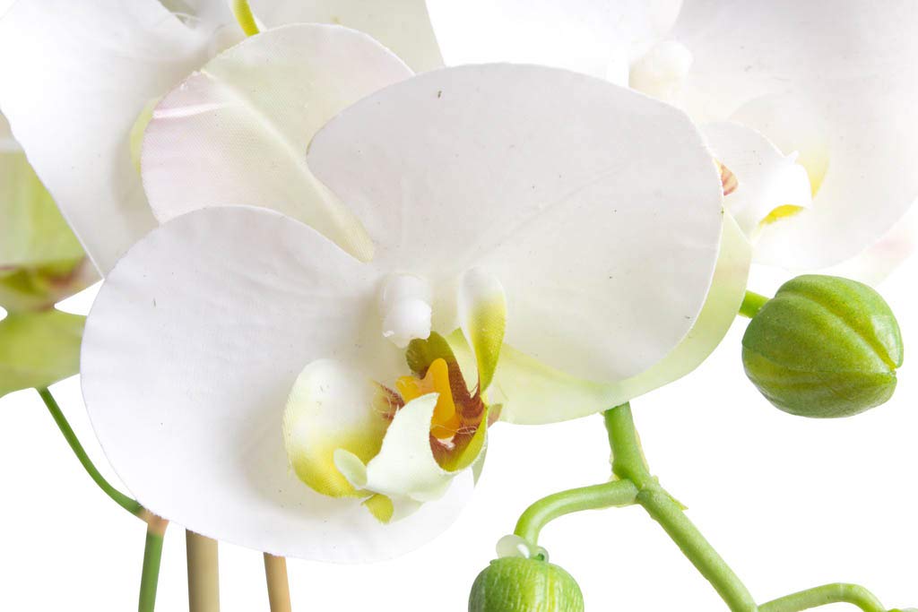 Nova-Nature künstliche Orchidee Bora (Orchideen Pflanze/Phalaenopsis) im schwarzen Kunststofftopf mit Rispen, Blättern und Luftwurzeln real Touch (Creme-weiß, ca. 50 cm / 2 Rispen)