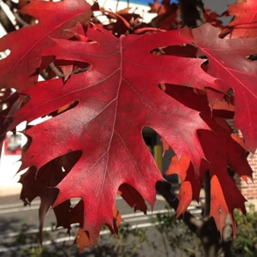 10 Red Oak Tree Seeds Oak Tree Seeds For Garden #TOP1
