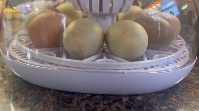 12 Eggs Incubator with Auto Egg-turning  on Amazon Live