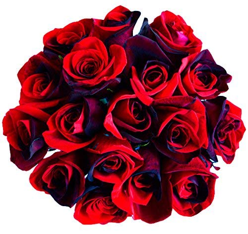 12 Stems - Fresh Cut Black and Red Roses from Flower Explosion