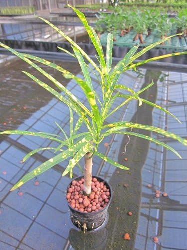 Amazon Co Jp 水耕栽培 苗 細葉クロトン ミドル ホーム キッチン Amazon Co Jp 水耕栽培 苗 細葉クロトン ミドル ホーム キッチン