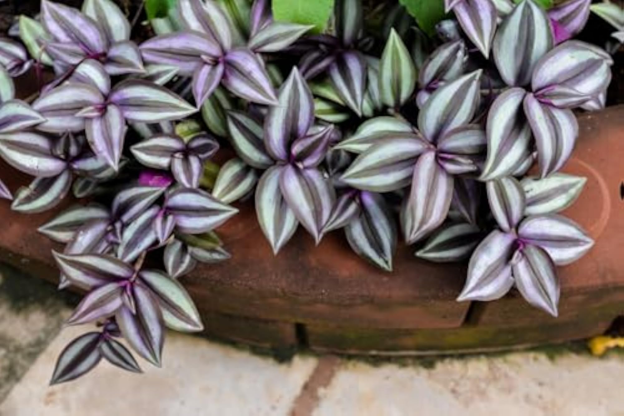 Tradescantia Zebrina Unique Colored Leaf Plant for Pots