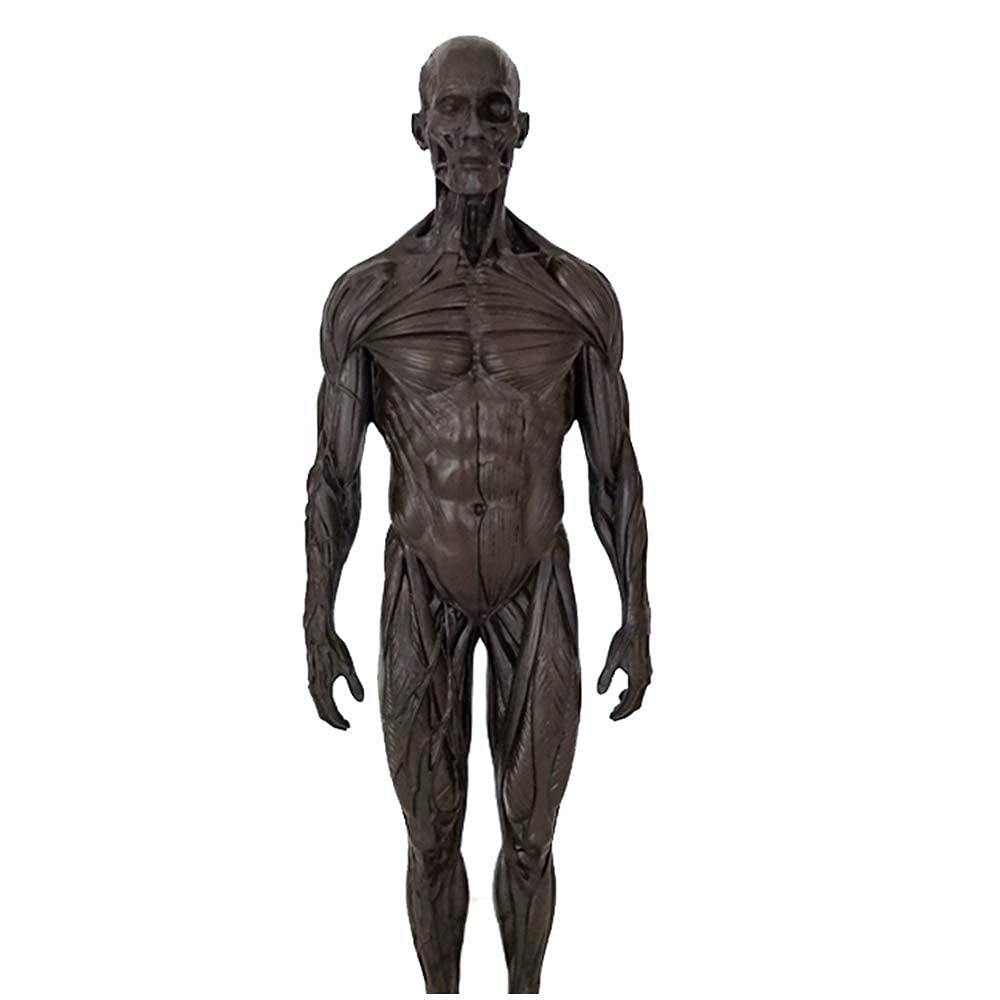 Modello Anatomico Modello di Figura Anatomica Umana - Materiale in Resina Figura Anatomica Femminile E Maschile E Modello di Ossa Muscolari Maschili