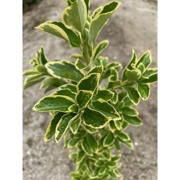 黄金マサキ5本　フイリマサキ5本 楽天市場】キンマサキ フイリマサキの通販