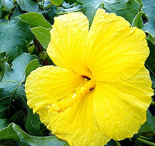 Hari Giver Garden Live Yellow Hibiscus / Pila Gudhal Best Attractive Flowering Plant For Home/Balcony/Outdoor Garden - Healthy Live 1 Plant (B09GKY8NNM) Amazon Price History, Amazon Price Tracker