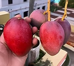 PAJUSDYASI-Grafted hybrid Healthy Original "Red Miyazaki Mango" Live plant,Pack of 1(Plant- 1.5 Feet Height) Healthy Fruit Plant For Home Garden Plants Tree