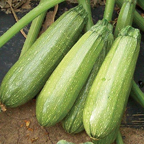 Amazon.com : Zippy F1 Hybrid Summer Squash Seeds - Pale Green