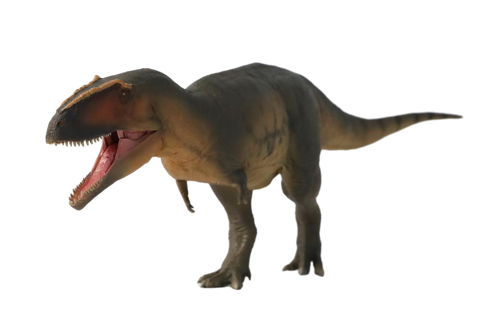 Giganotosaurus Échelle 1:35 Cadeau Collection AMITD Dinosaur Museums Series 17