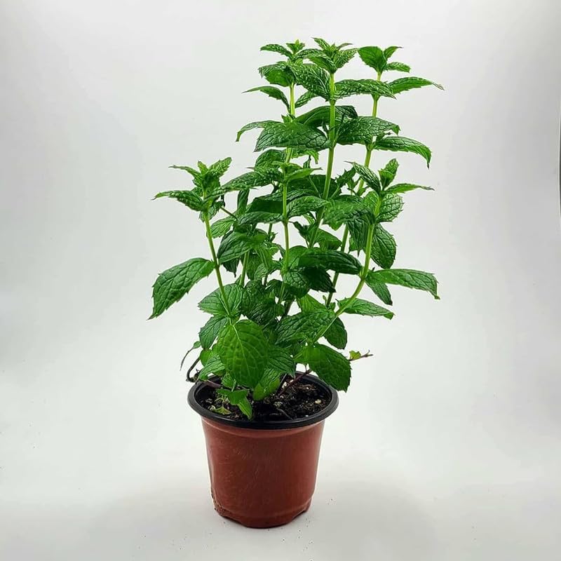 Peppermint Plant live for home gardening for Plant Pack of 1 (B0CZT39M4C) Amazon Price History, Amazon Price Tracker