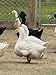 12 Duck Eggs (Rouen, Cayuga, Runner,Buff & More)