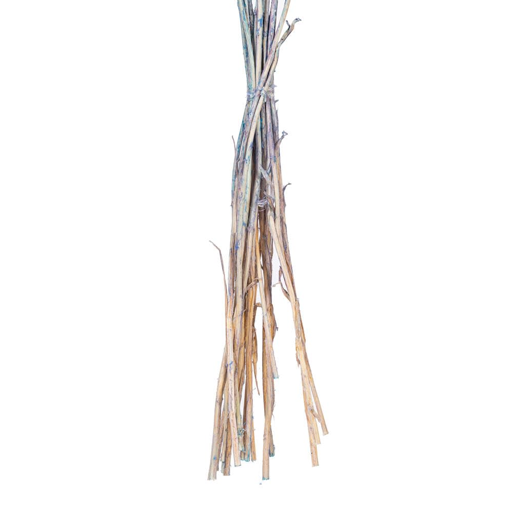 Vickerman Ramo de craspedia Azul seco Natural de 16-20 Pulgadas, 1.7 onzas, Aproximadamente 15-18 Cabezas. Este es un Producto Natural, Las Dimensiones y el Color Pueden Variar de Planta a Planta.