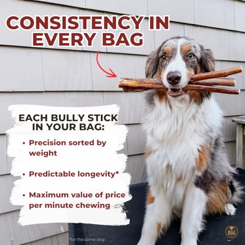Bully Bunches Premium (6" Standard - 5 Pack) Odour-Free, Consistently Sized Bully Sticks for Small & Medium Dogs & Puppies, Long-Lasting Oral Care Chews, All-Natural Single-Ingredi image 1