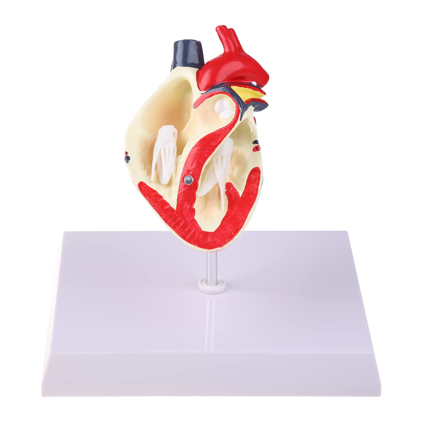 Modèle d'anatomie du Coeur de Chien Canin Animal de Compagnie Étude d'organes d'animaux Aide pédagogique Éducation